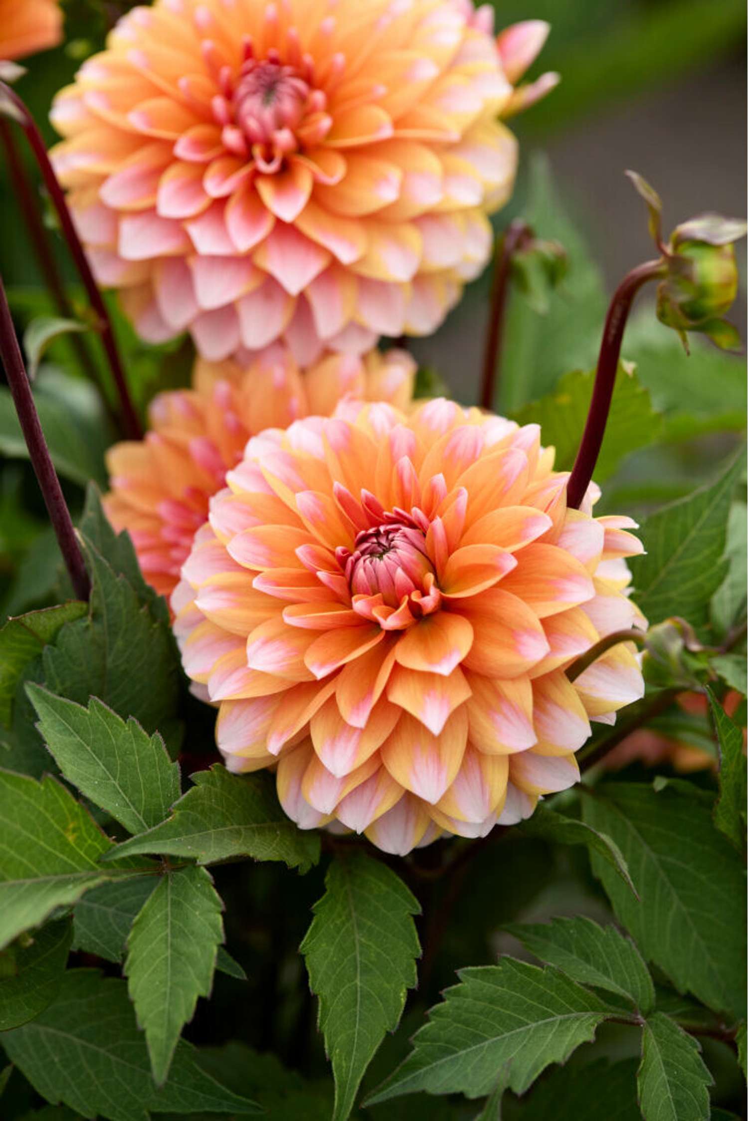 Dahlie 'Peaches & Vanilla'